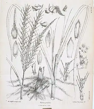 Description de l'image Vossia cuspidata as Vossia procera in Griffith 1836.jpg.