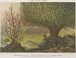 Vue de Kaçane figurant un Euphorbia canariensis, chromolithographie Decan, 1852.
