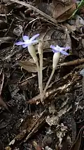 pied de Voyria caerulea