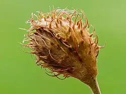 Fruit immature d'un hêtre.