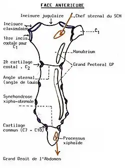 Vue antérieure du sternum.