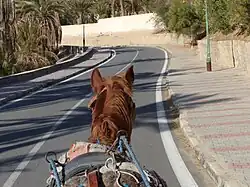 Vue arrière de la tête d'un cheval le long d'une route.