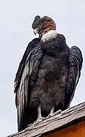 Condor des Andes (Vultur gryphus)