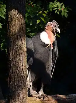 Condor des Andes mâle adulte au zoo d'Amnéville en 2014, aux  caroncules plus développées.