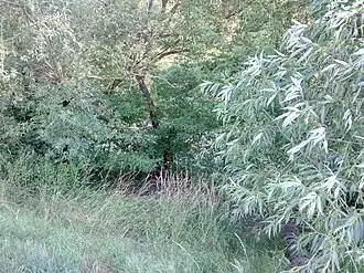 Wólka Gruszczyńska