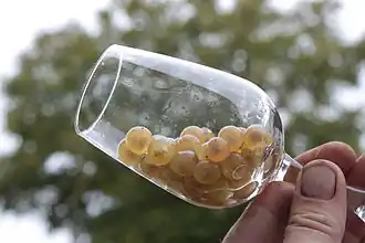 Étape 1 :grains de raisin.