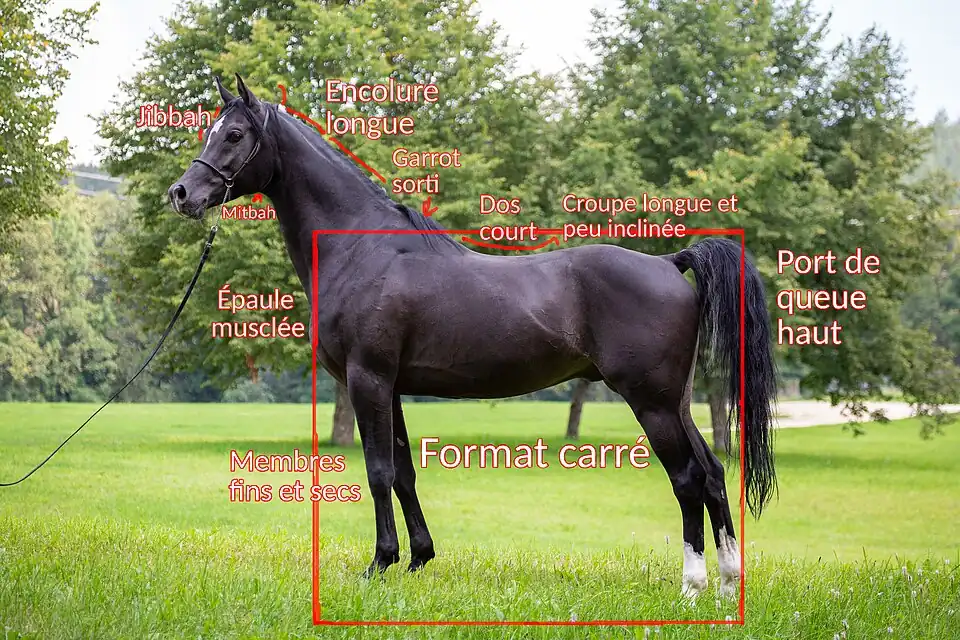 Photo légendée d'un cheval noir vu de profil.