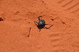 Scarabée au Wadi Rum en avril 2017.