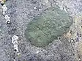 Wahlenbergiella mucosa