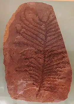 Walchia schlotheimii.