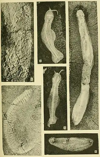 Description de l'image Walcott Cambrian Geology and Paleontology II plate 22.jpg.