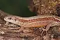 Lézard vivipare