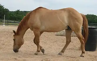 Photographie d'un cheval fauve pâle avec des zébrures sur les membres