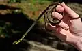 Dendrelaphis cyanochloris