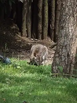 Wallaby à cou rouge.