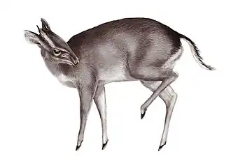 Description de l'image Walter’s-Duiker.jpg.