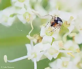 Description de l'image Wamba crispulus 1.jpg.