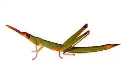 Description de l'image Warramaba flavolineata 112335456.jpg.