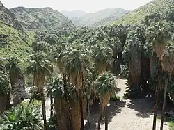 Palmeraie naturelle de Palm Canyon, Californie.
