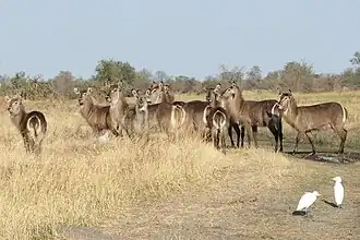 Femelles Cobes à Croissant.