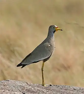 Vanneau du Sénégal,(Vanellus senegallus) (Charadriidae)