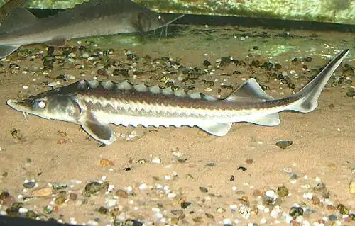 Acipenser gueldenstaedtii.