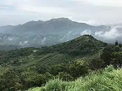 Plantation de thé et forêts au Wayanad. Une région frontalière au Coorg et aux Nilgiris, située sur le versant Est des Ghats occidentaux.