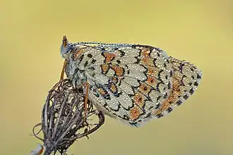 Dessous d'un imago couvert de gouttes de rosée.