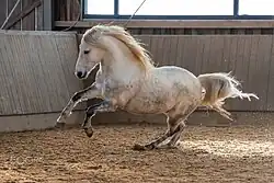 Photo d'un cheval blanc au galop