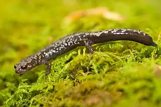 Description de l'image Weller's salamander on plants.jpg.