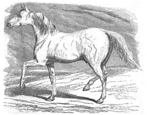 Le Wellesley Arabian, d'après une copie de gravure publiée dans Horses; their varieties, breeding, and management in health and disease en 1848.