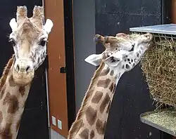 Girafes.