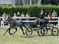 Poney gris qui trotte en tirant un véhicule hippomobile.