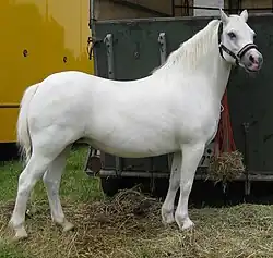 Vue de profil d'un cheval blanc