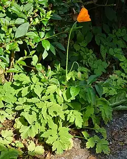 Fleur et feuillage de Meconopsis cambrica.