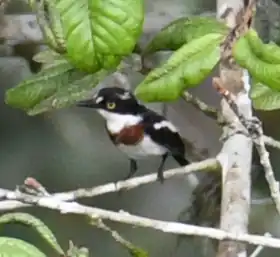 Description de cette image, également commentée ci-après