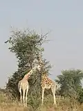 Deux girafes près de Kouré.