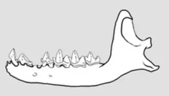 Description de l'image Western Cuban nesophontes jaw.png.