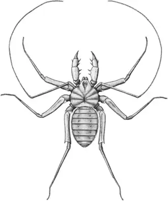 Description de l'image Weygoldtina anglica Graeophonus anglicus reconstruction.png.