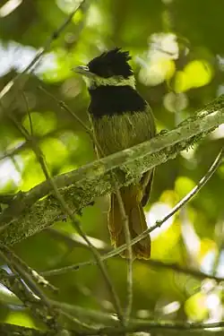 Batara à poitrine noire (Biatas nigropectus)