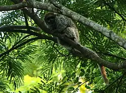 Individu vu de profil, en Bolivie