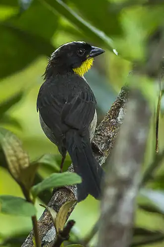 Description de l'image White-naped_Brush-Finch_-_Colombia_S4E3782_(23309308051).jpg.