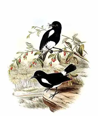 Description de l'image White-rumped Robin (Peneothello bimaculata).jpg.