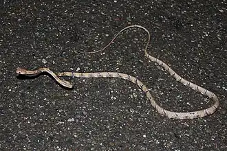 Description de l'image White-spotted Cat Snake (Boiga schultzei).jpg.