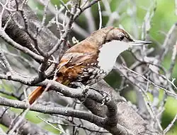 Photo couleur : vue d'un petit oiseau brun à gorge blanche sur une branche dénudée.
