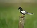 Guifette leucoptère