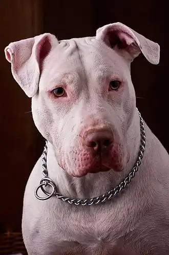 Pitbull Blanc.