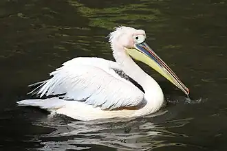 Pélican blanc
