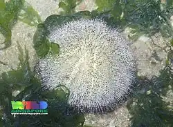 Salmacis sphaeroides à Singapour.