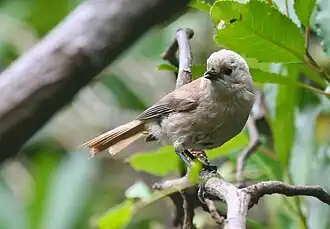 Un Mohoua à tête blanche